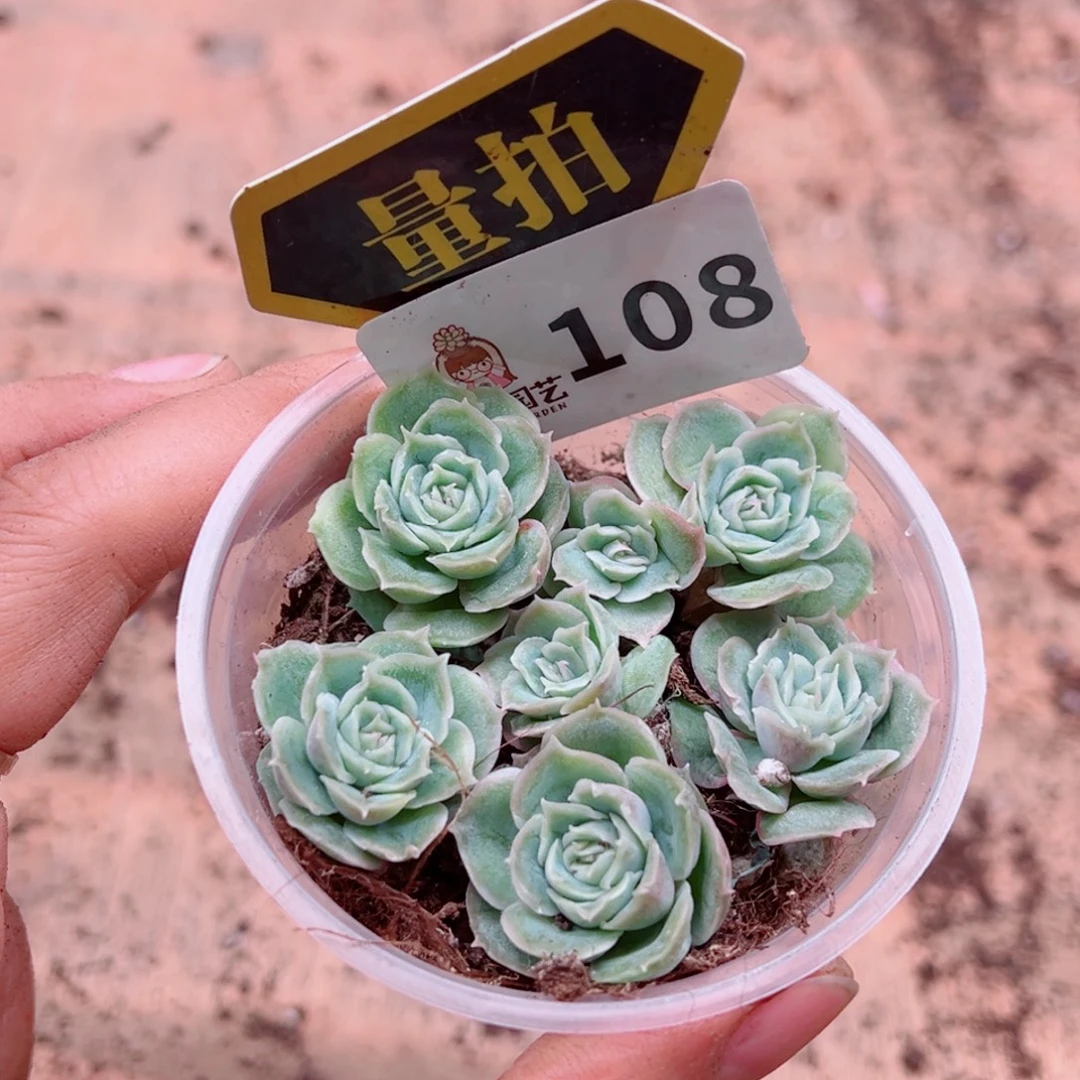多肉植物多肉植物