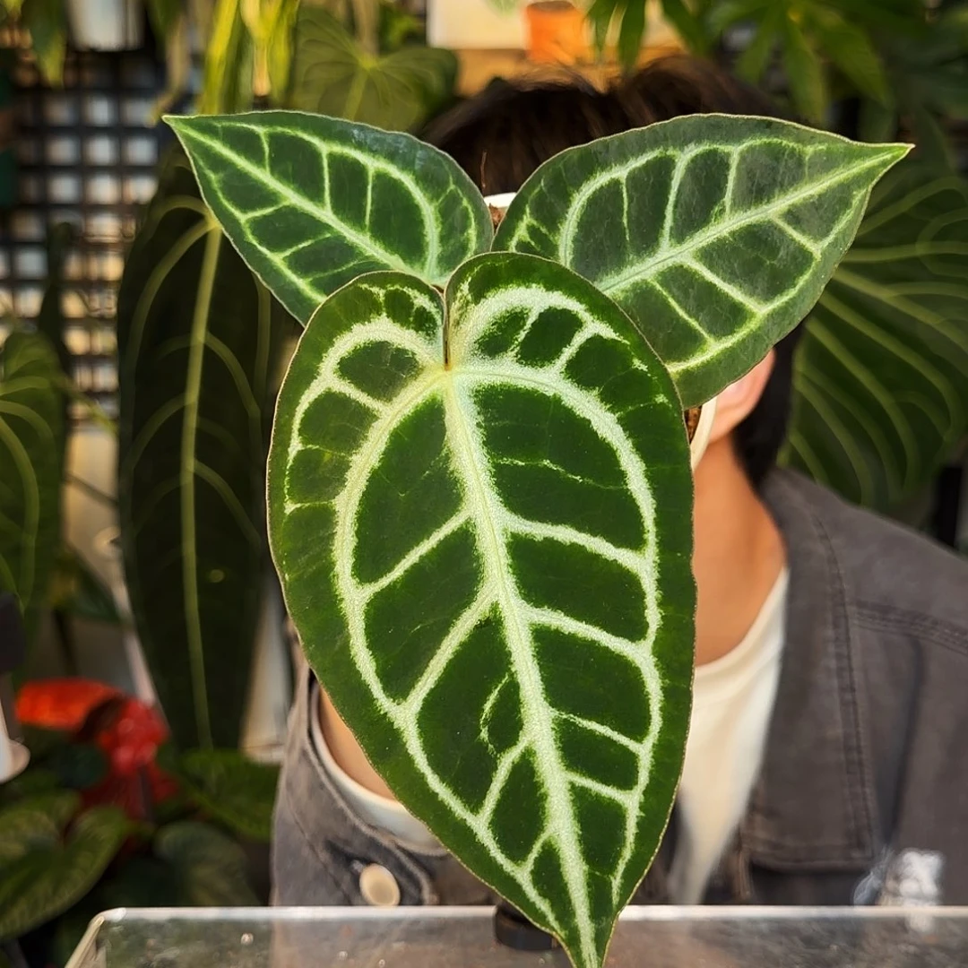 完全开放C170 银骑士