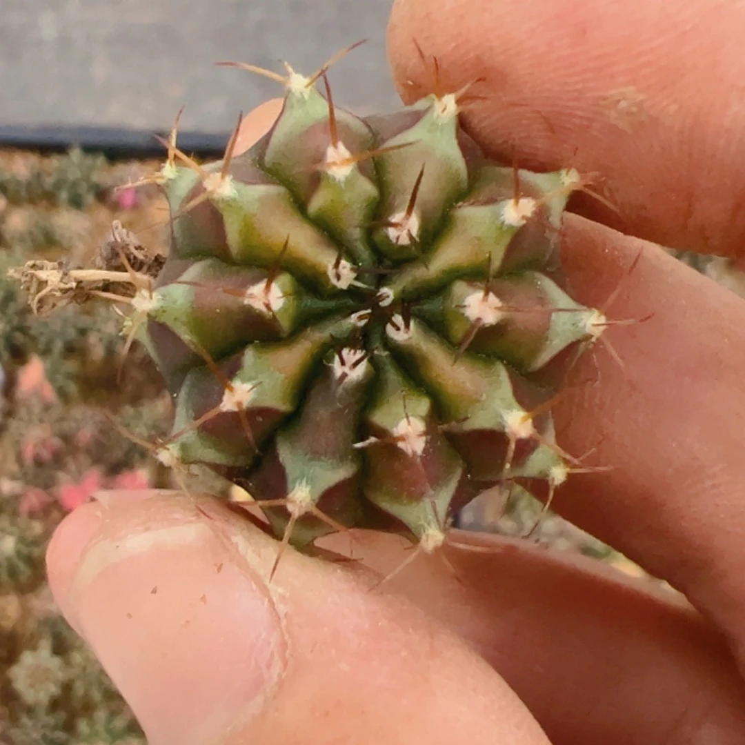 彩***朵当前无花栽培后可以开花