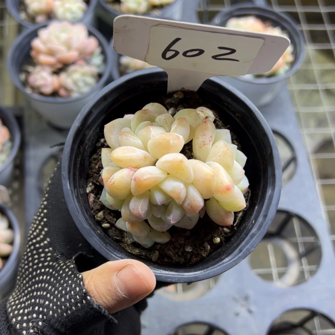 红陶602号多肉植物