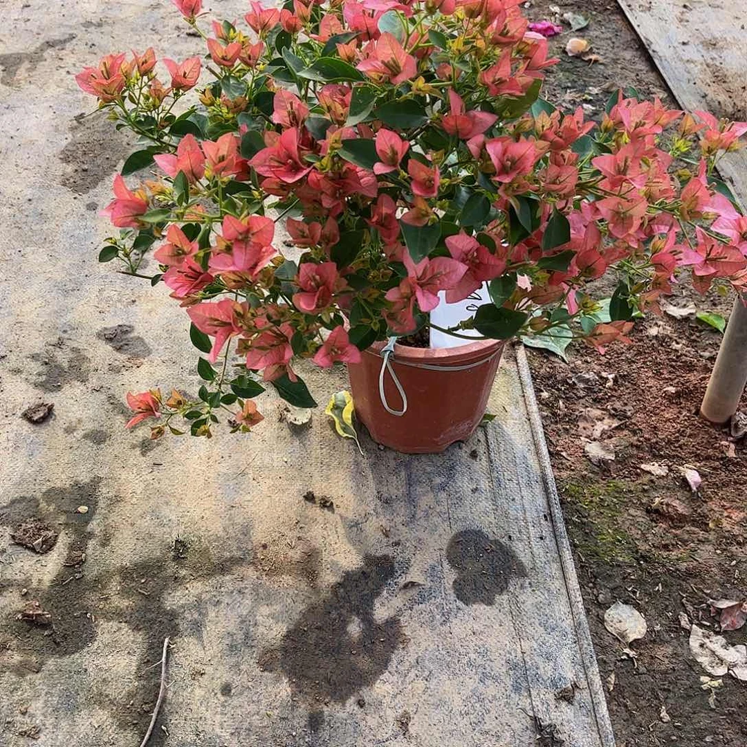 完全开放笑***颜1590卡亚塔