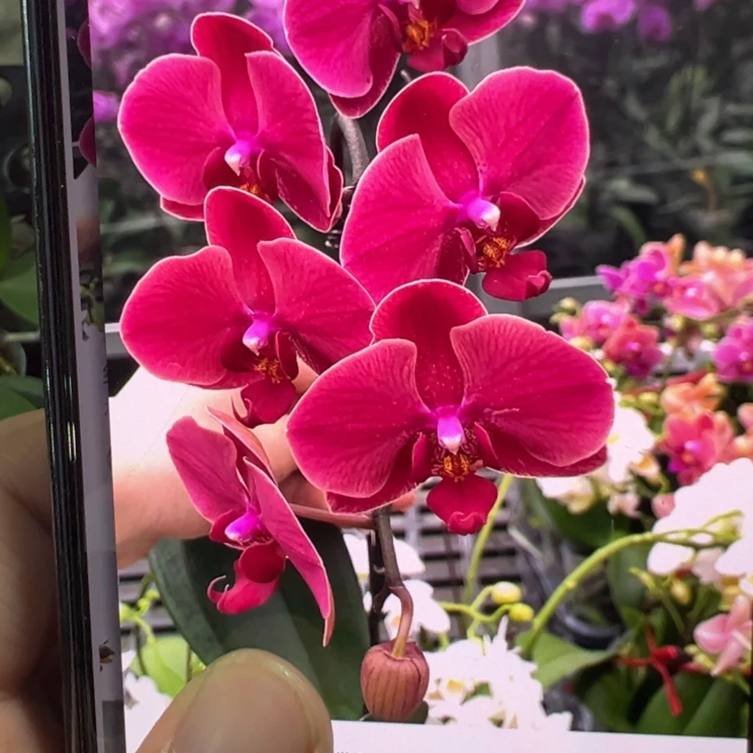 当前无花栽培后可以开花红梅蝴蝶兰大苗子凑单发货
