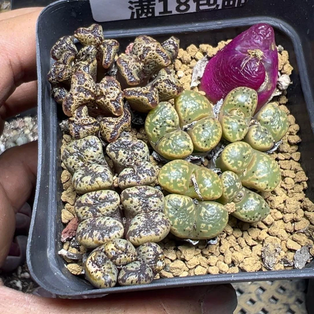 【闪购商品】 108。