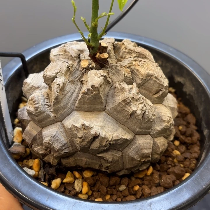 日系南非龟甲龙带盆包邮