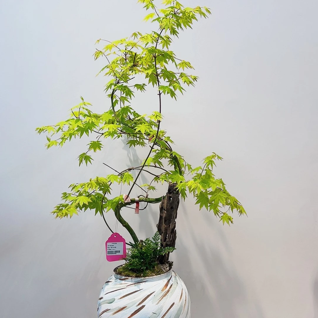 高端绿植一物一拍