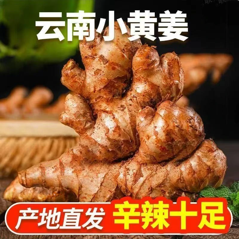 正宗云南小黄姜新鲜现挖辛辣十足可做月子姜新鲜直发