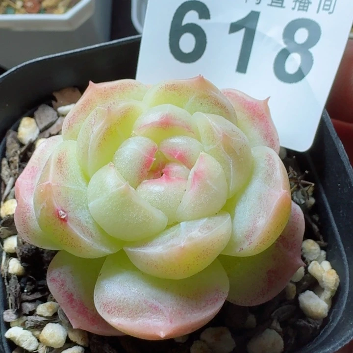 珍妮         精控精养多肉植物