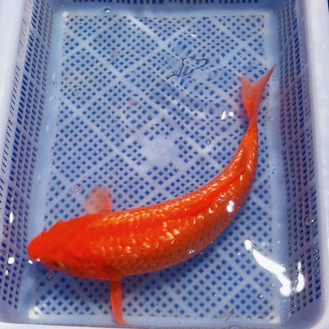 锦鲤精品锦鲤包邮包损