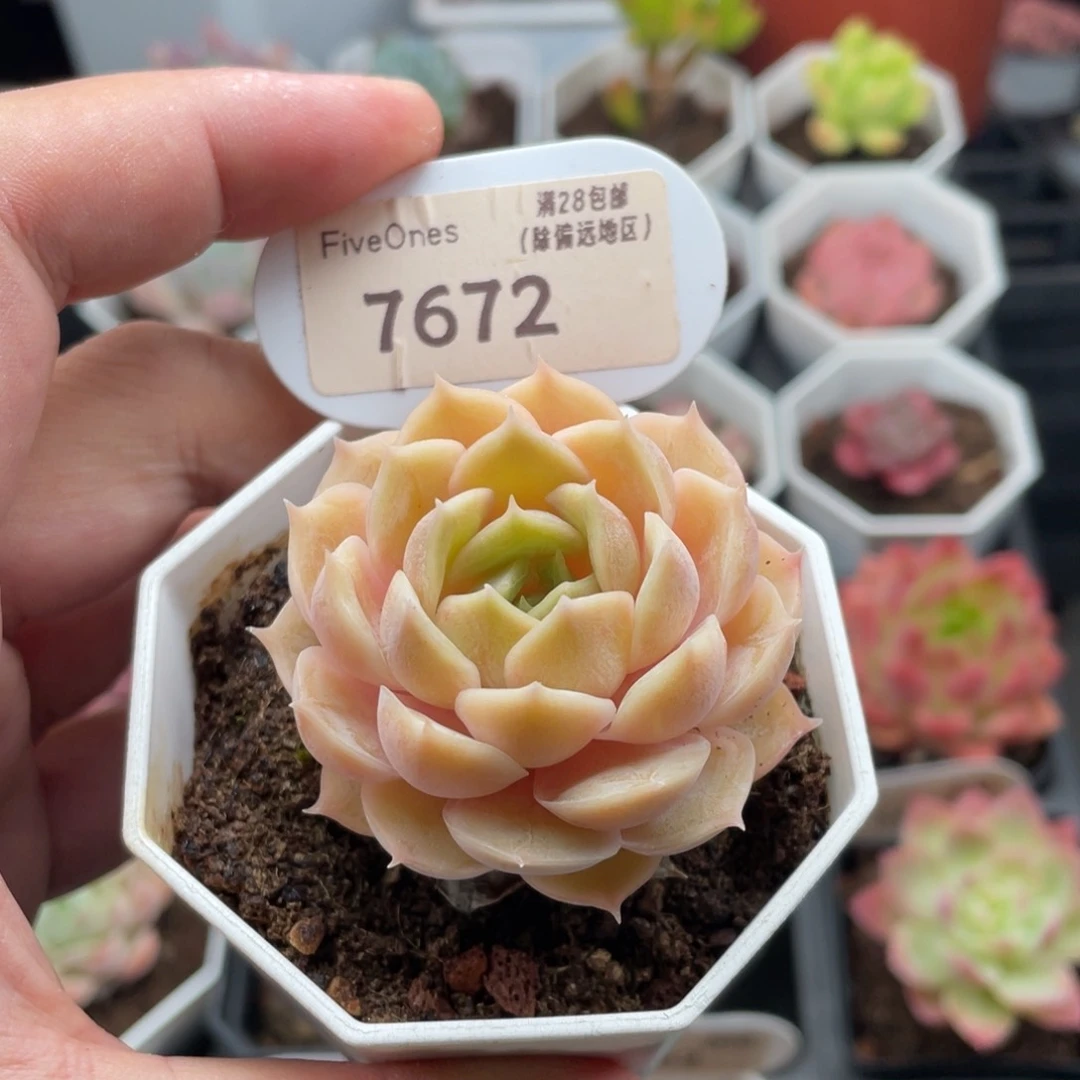 昂斯诺7672-5厘米