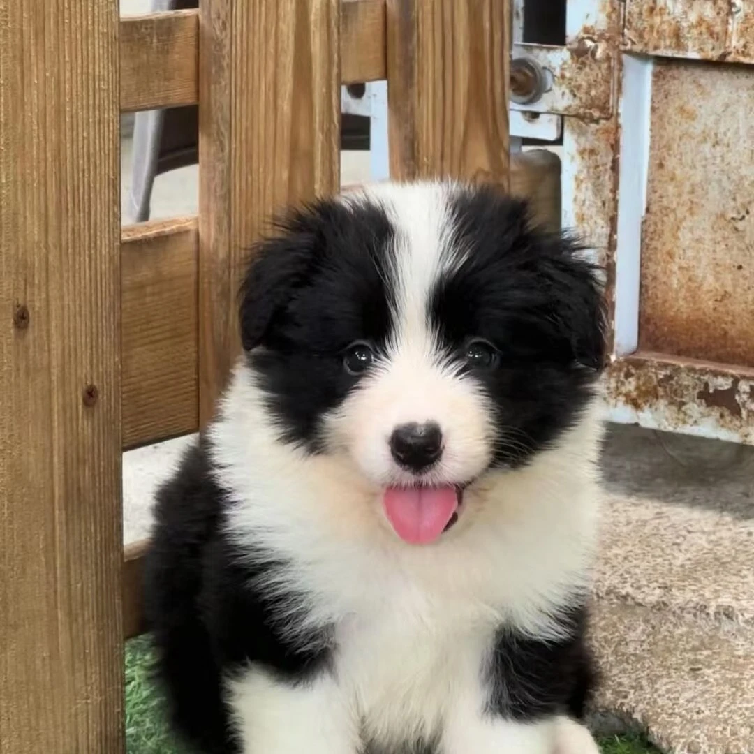 边牧幼犬纯种宠物狗狗
