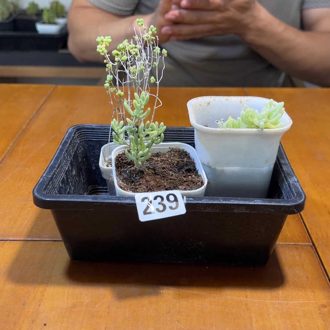 239号框荧光兔锦红宝石锦葡萄米