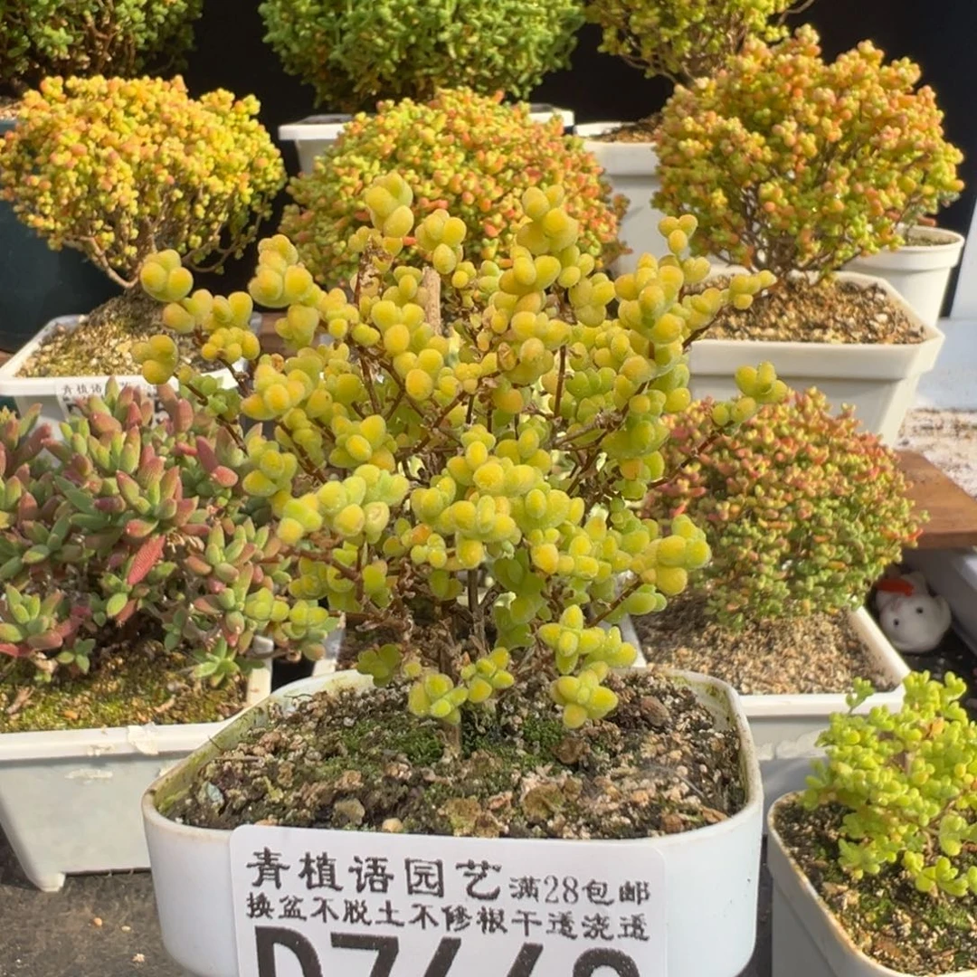 D7668黄金莱斯枝干