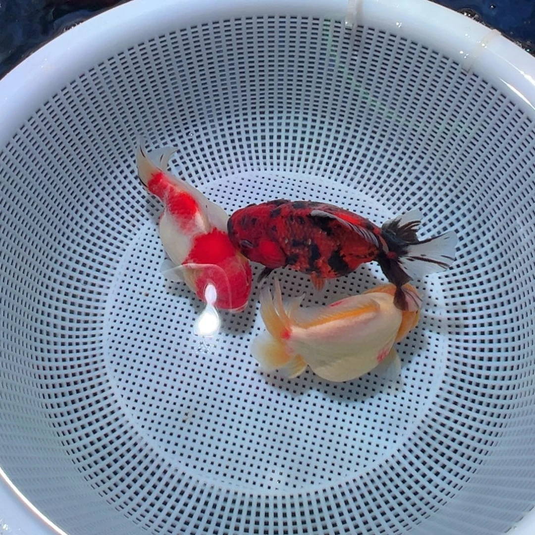 A***g金鱼潘氏金鱼泰狮将军