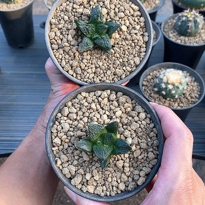 组合2棵脱土发货