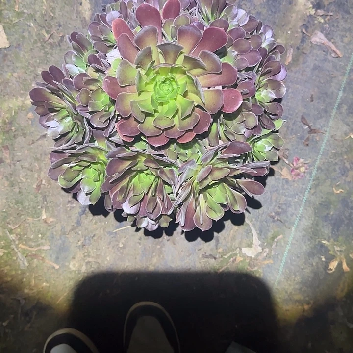 一物一拍不包损69