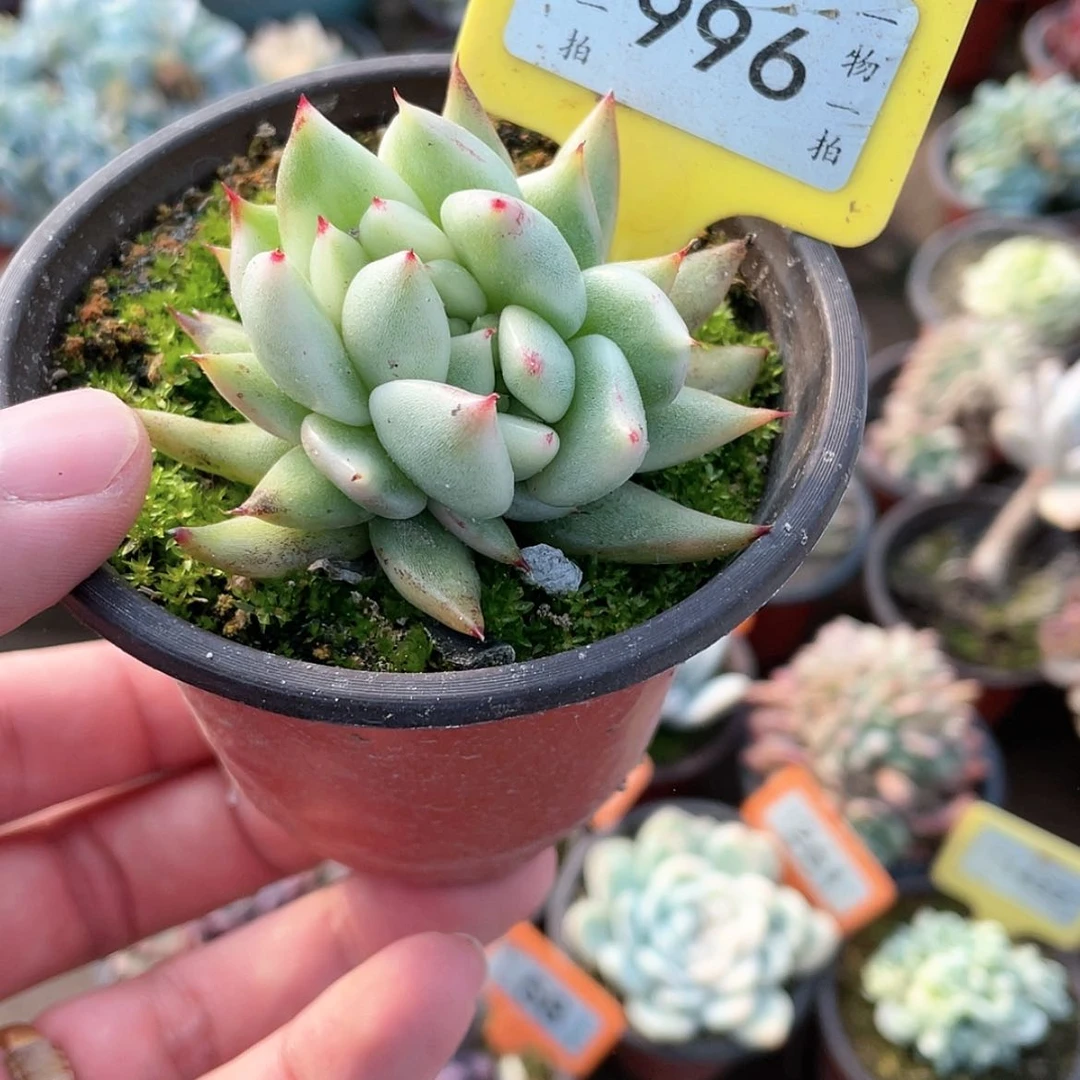 【闪购商品】996号