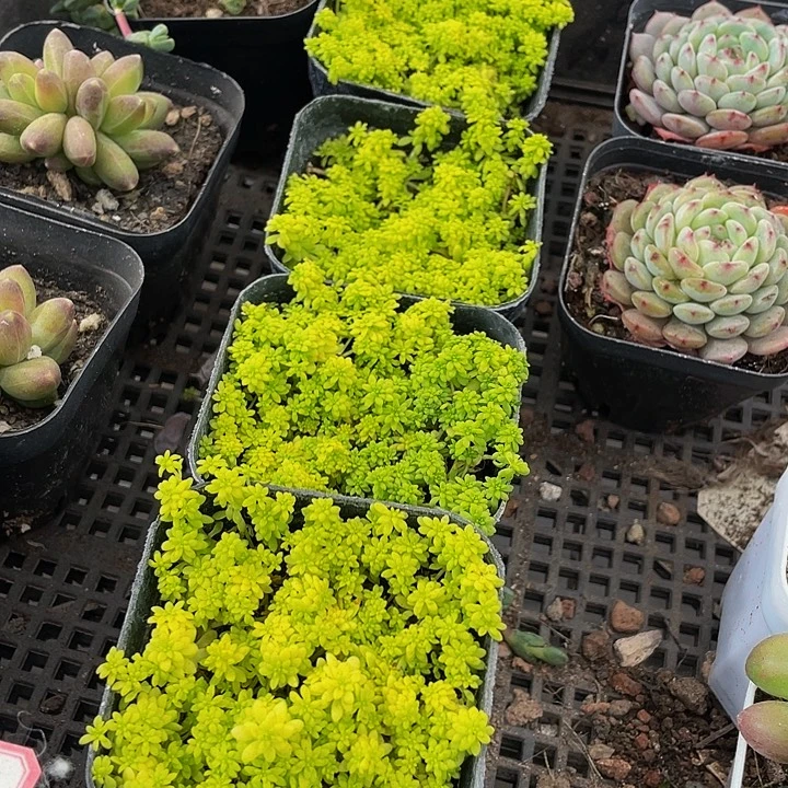 黄金草带盆土发货