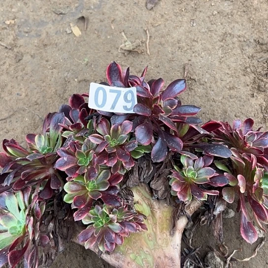 老***孙多肉植物一个欧嘉莉079