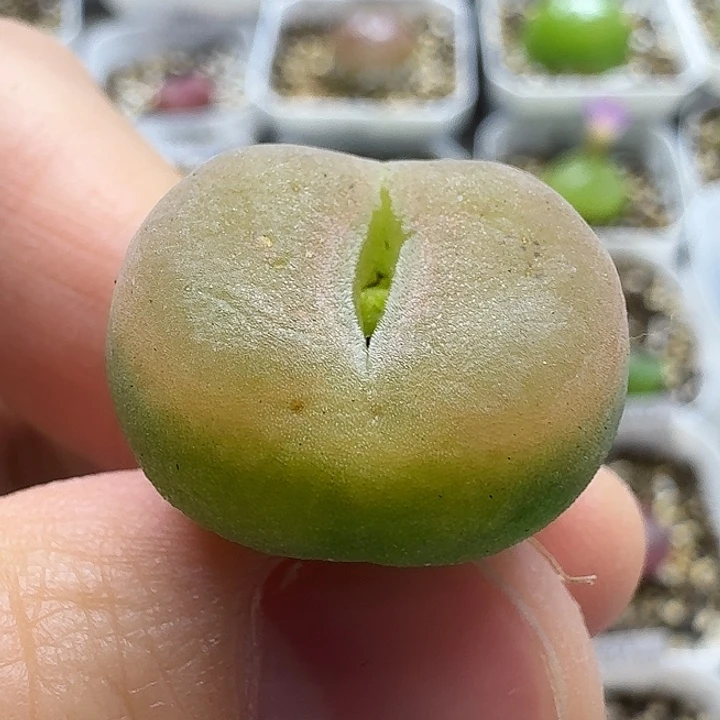 老马生石花o泡2827