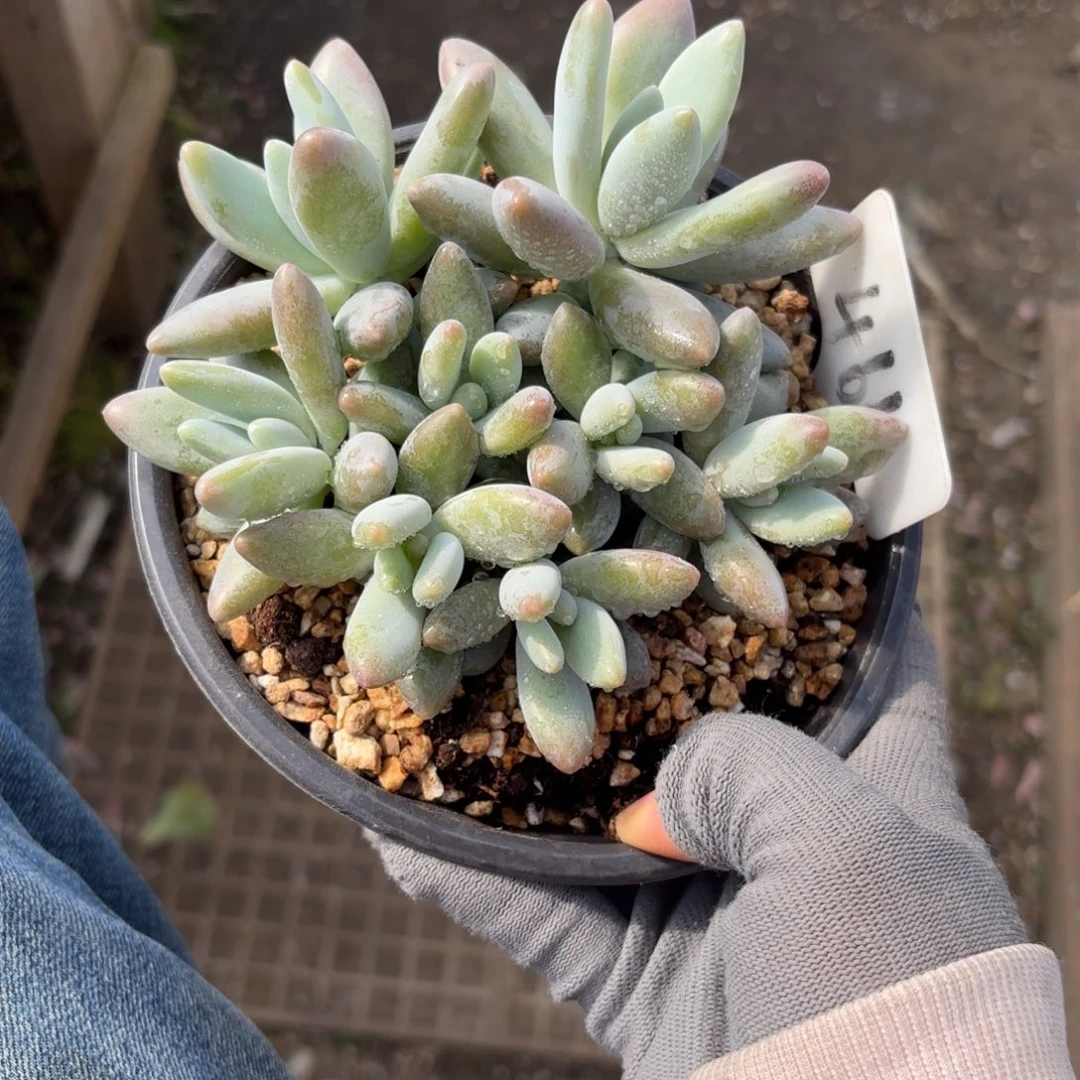 白兰地美人8888888888