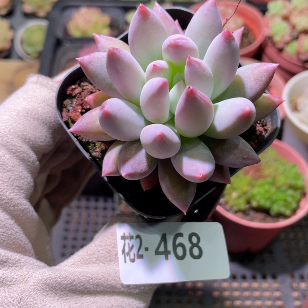 花利美2-468奶瓶单头