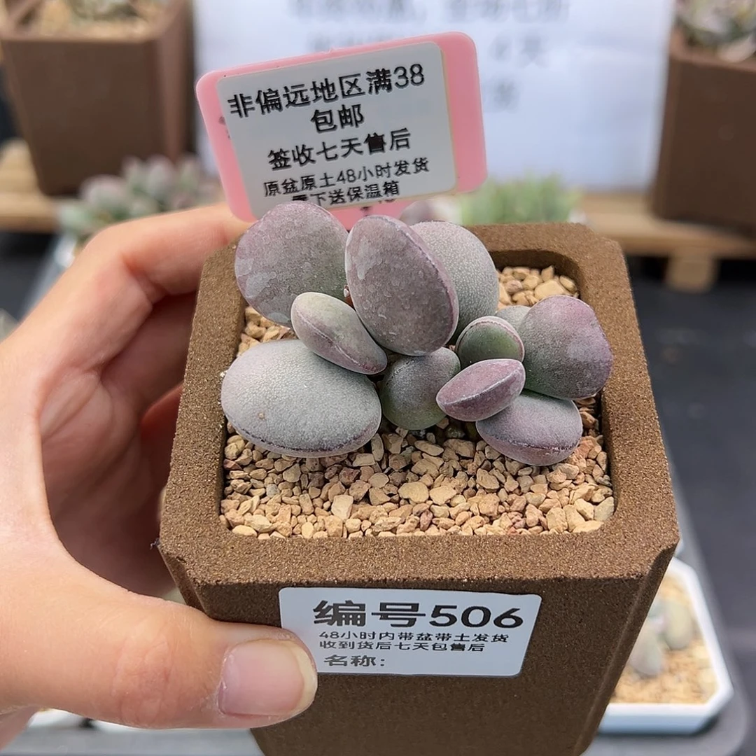 小****r506球球紫蛋多肉