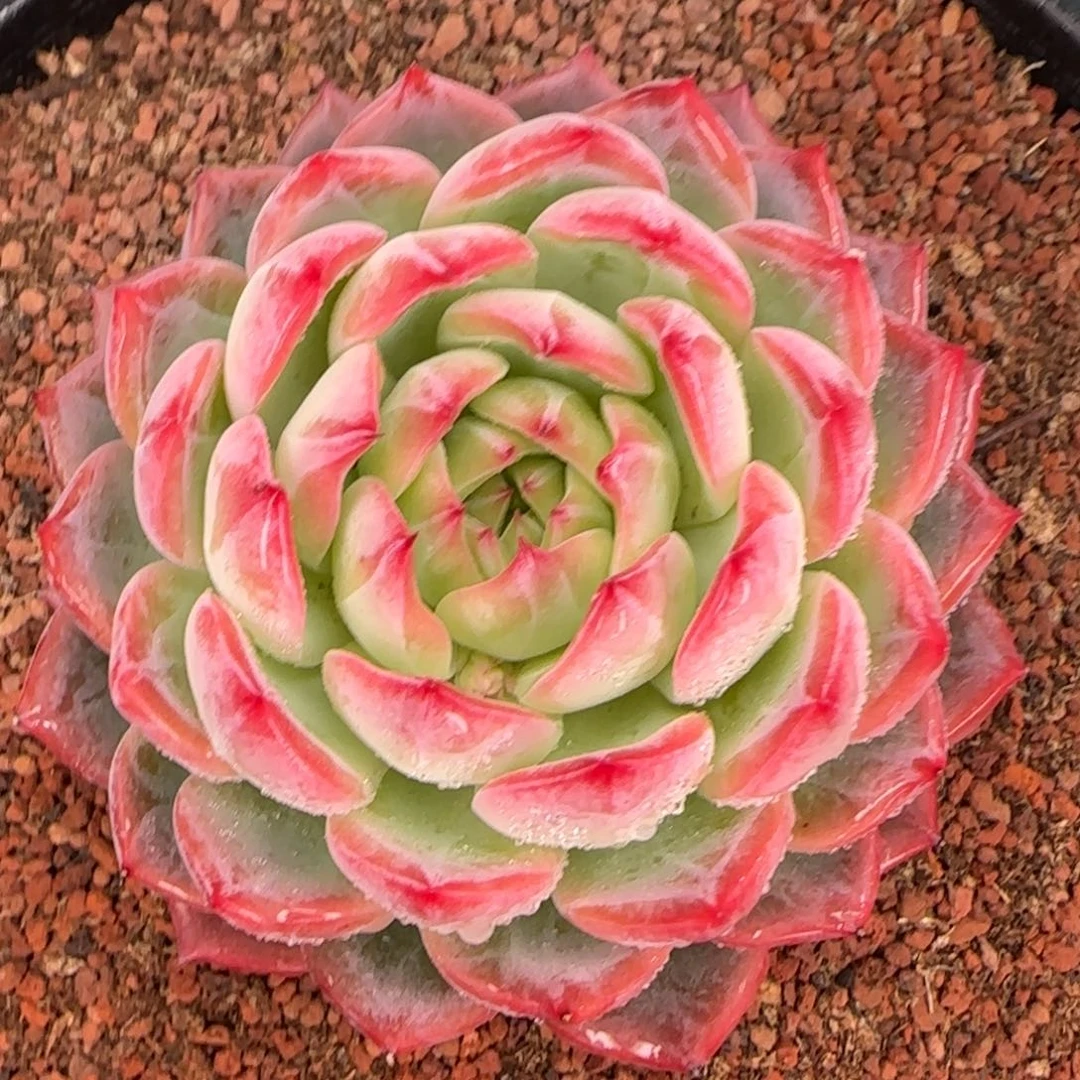 从前慢花园精选多肉红鸾