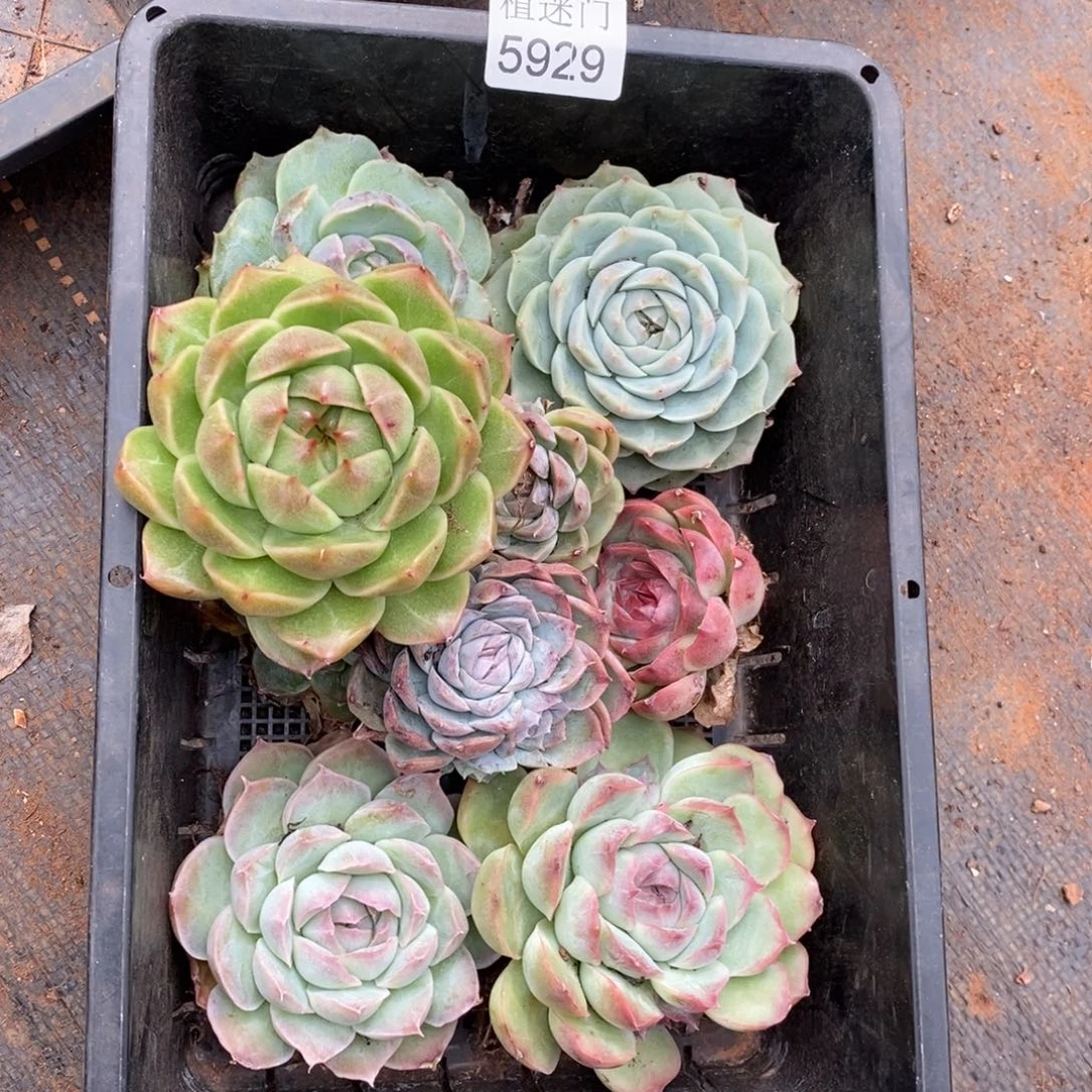 又***甜瑕疵框不售后~5929