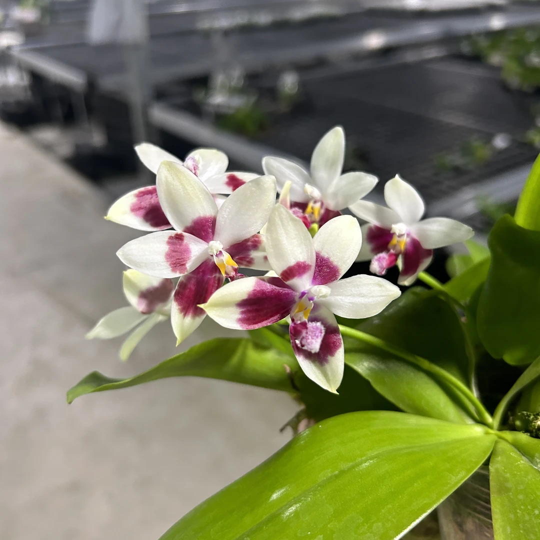 [小锦鲤] 红白跳瓣 晕染  2.5寸 花剑/苗株 刚出根 微瑕