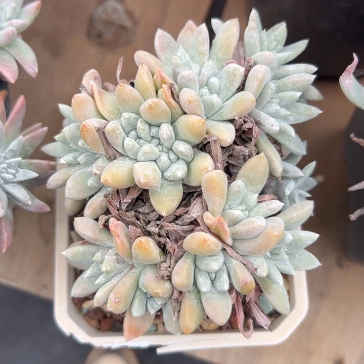白姆～可可爱爱2498