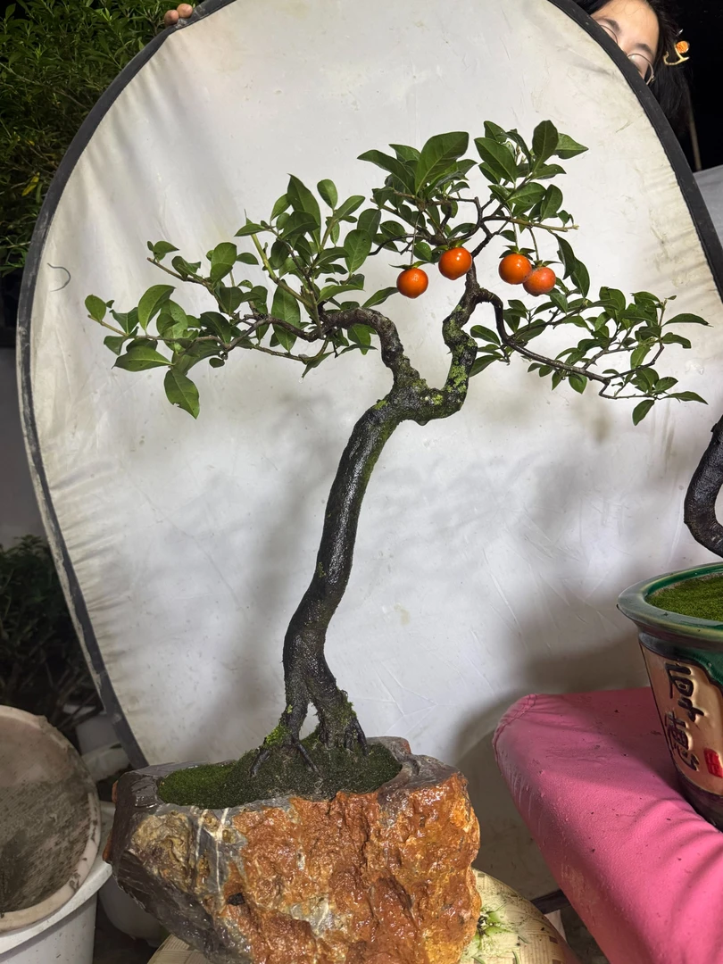 造型老桩金弹子（一物一拍）