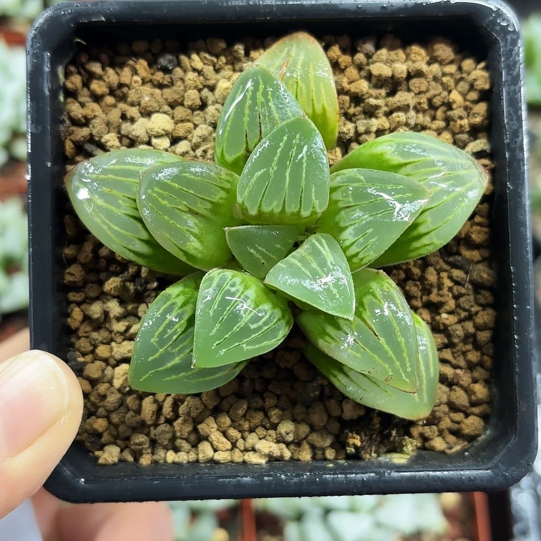 水晶银龟寿多肉植物