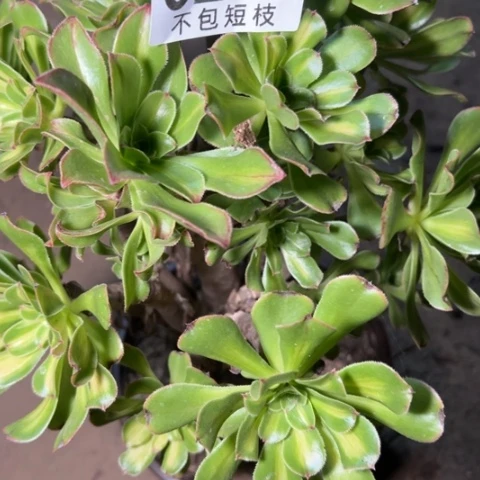霓裳多肉植物法师6245