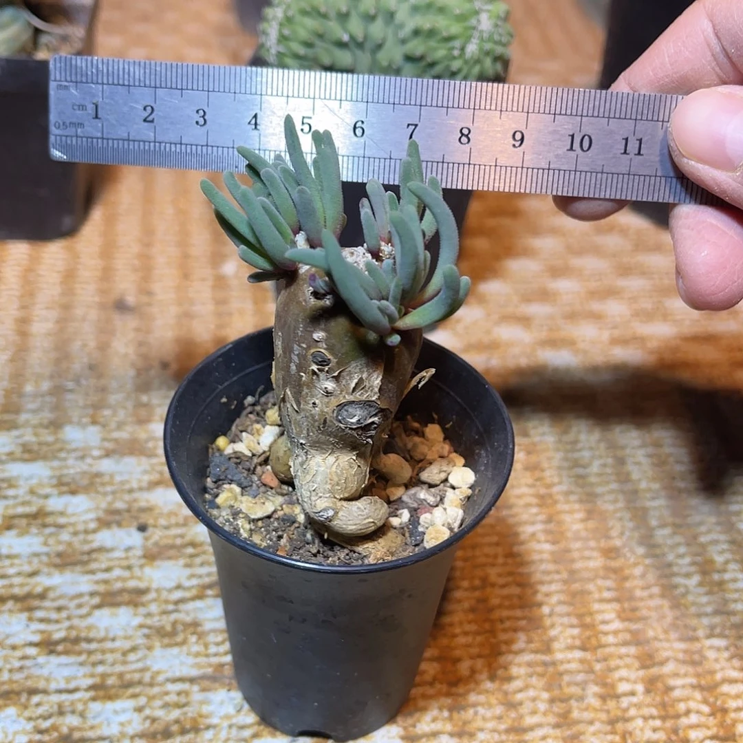 实生淡清霜一物一拍下单包邮