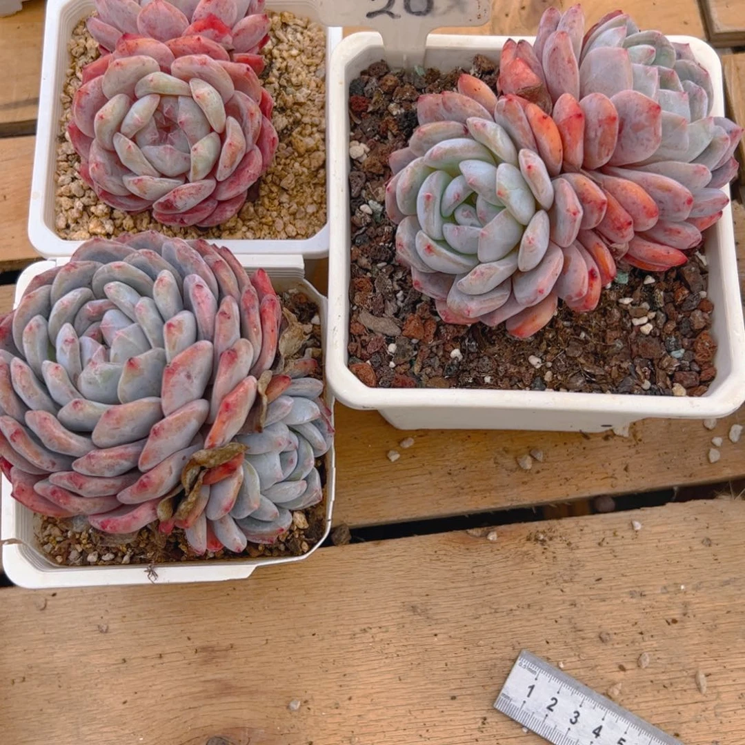 丫*_双头橙梦露三颗20号