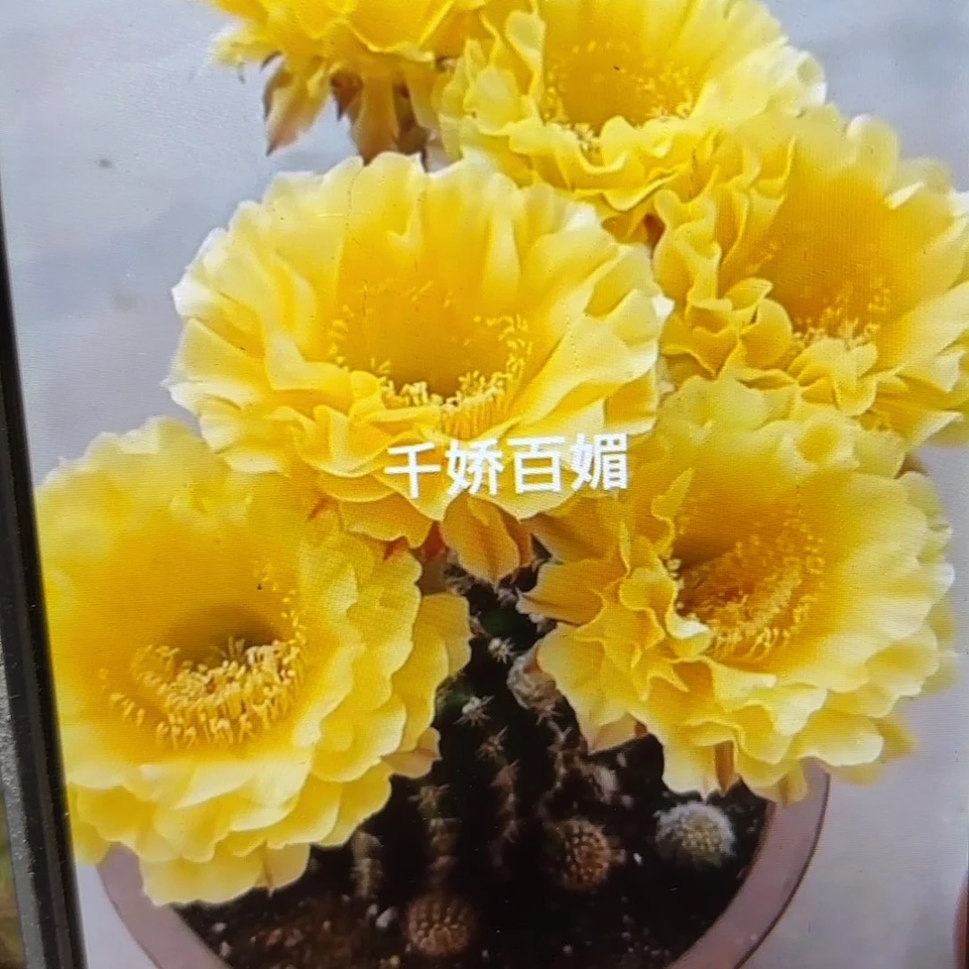 娇媚彩侧啊20包邮仙人球22