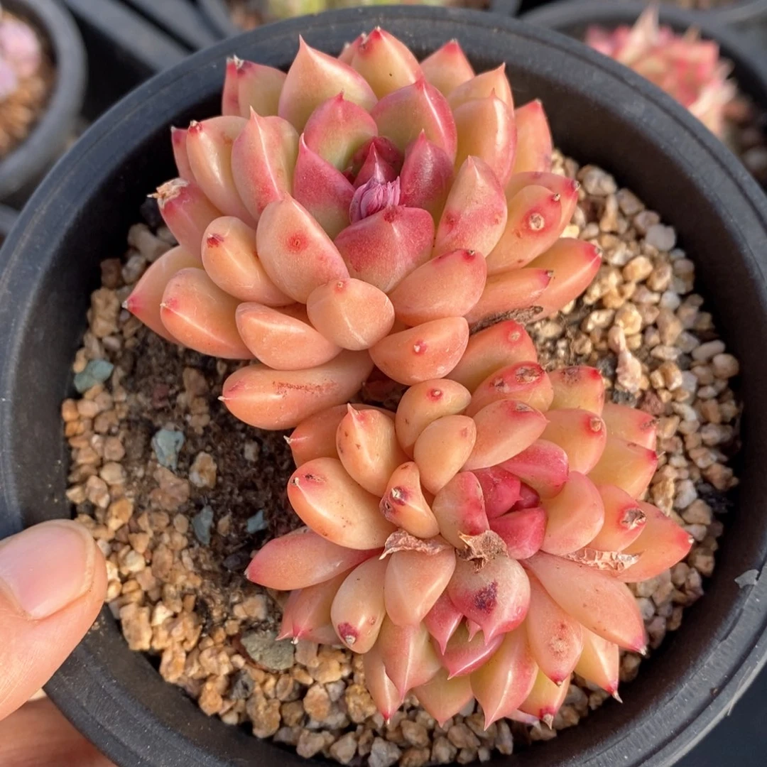 精品多肉一物一拍237