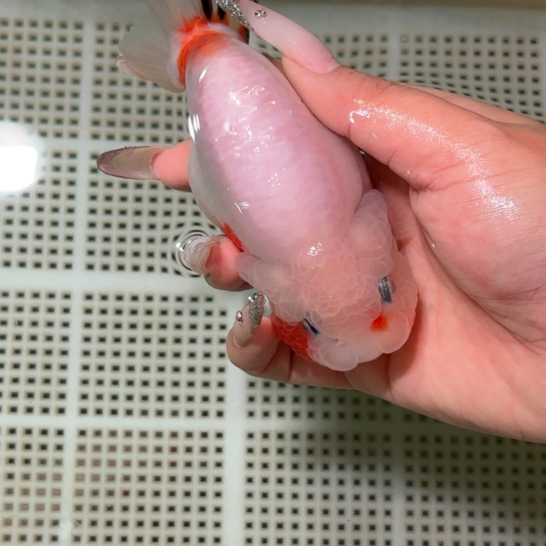 K***n金鱼拍包装包邮，不拍包装运费到付