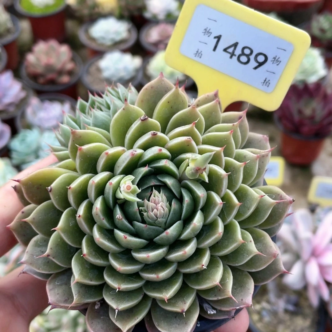 【闪购商品】1489号