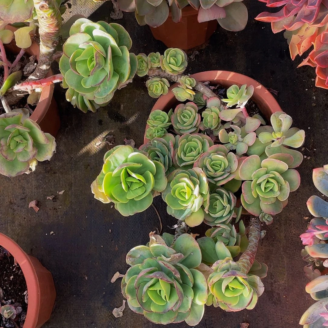 鸡蛋碧桃29.8多肉老桩，叶片微冻伤不售后