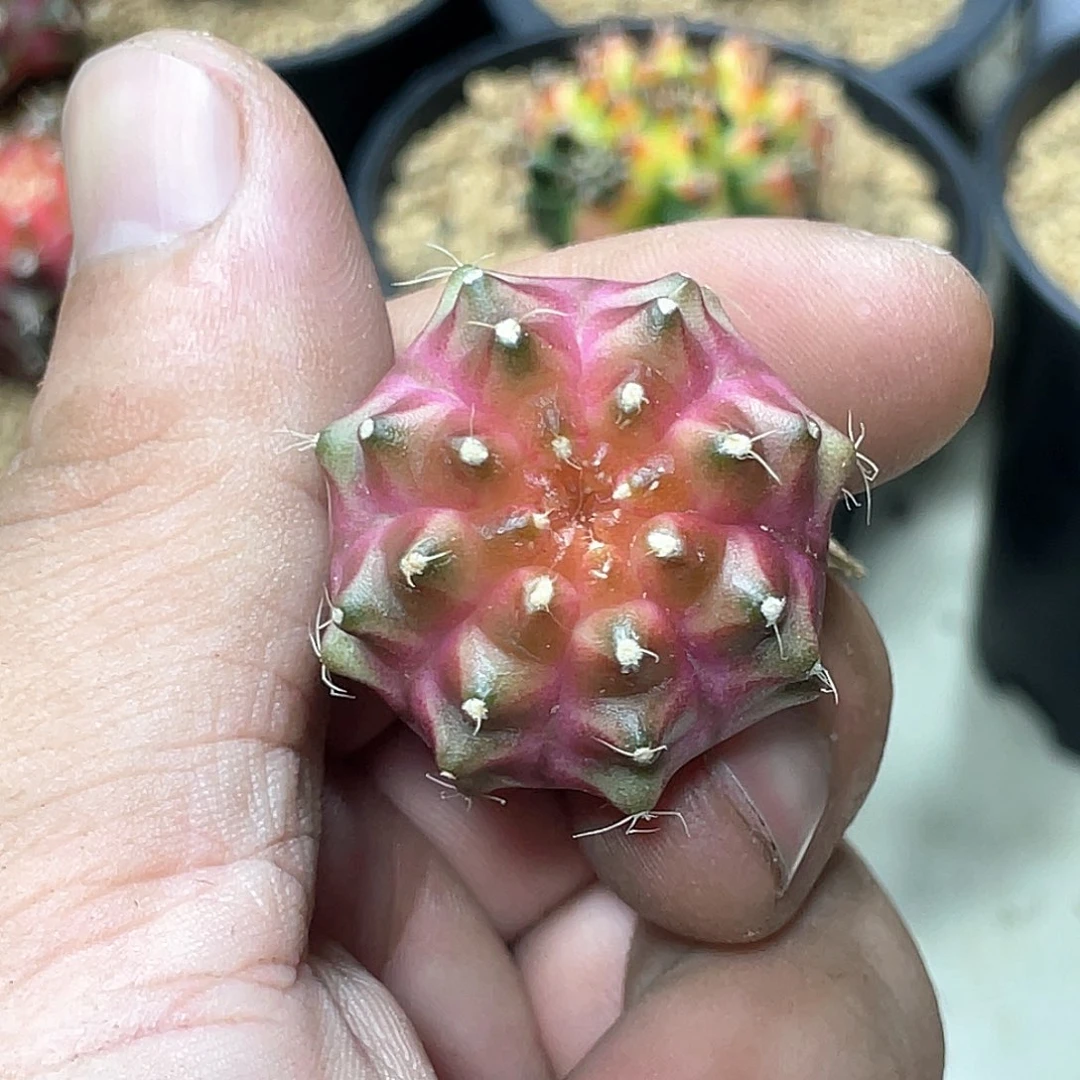 无花朵泰系实生，粉轮回，白臀线