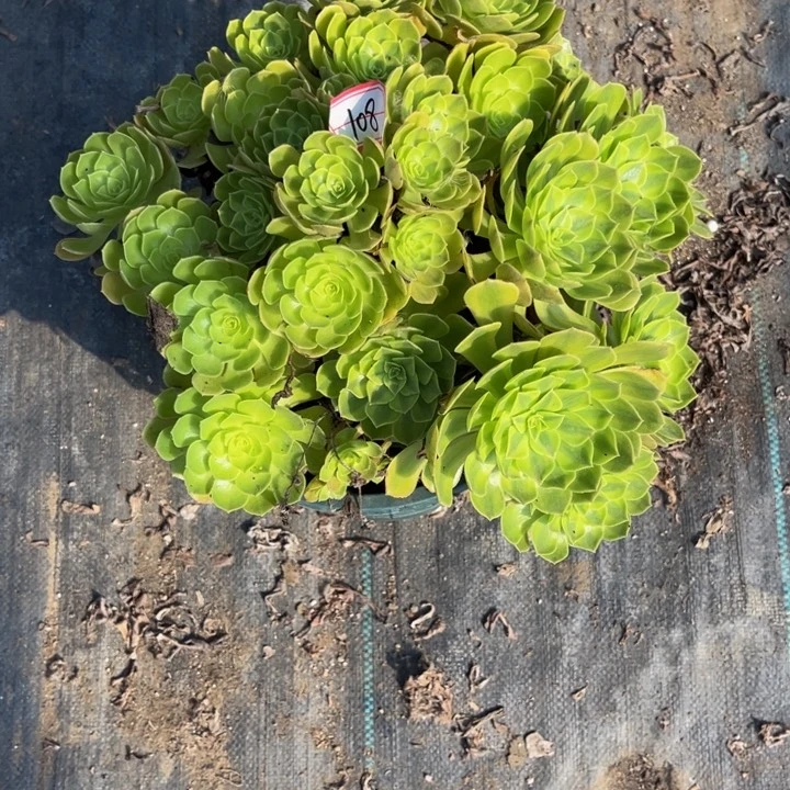 108雨荷多肉植物法师
