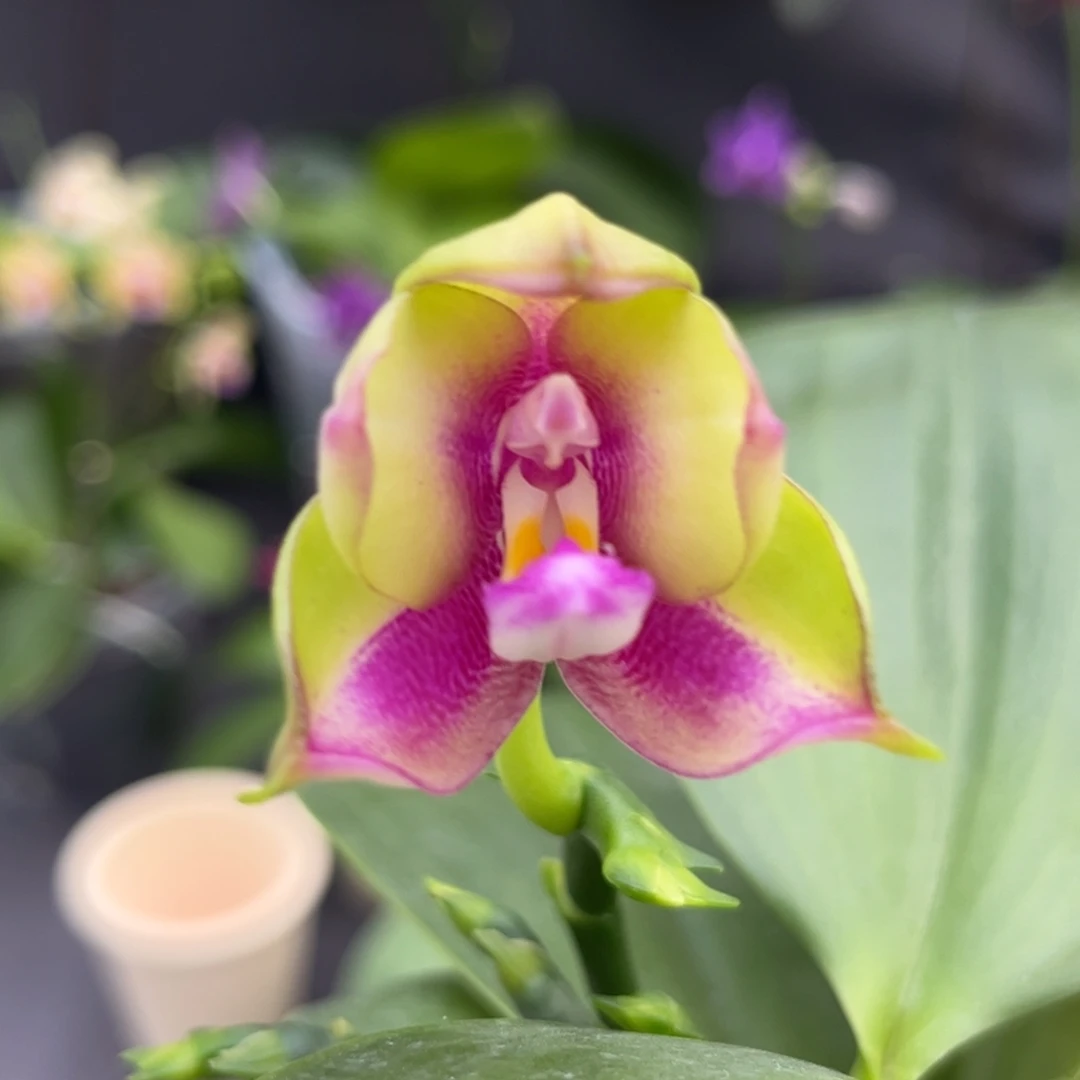 完全开放2.5寸弥陀王子彩虹