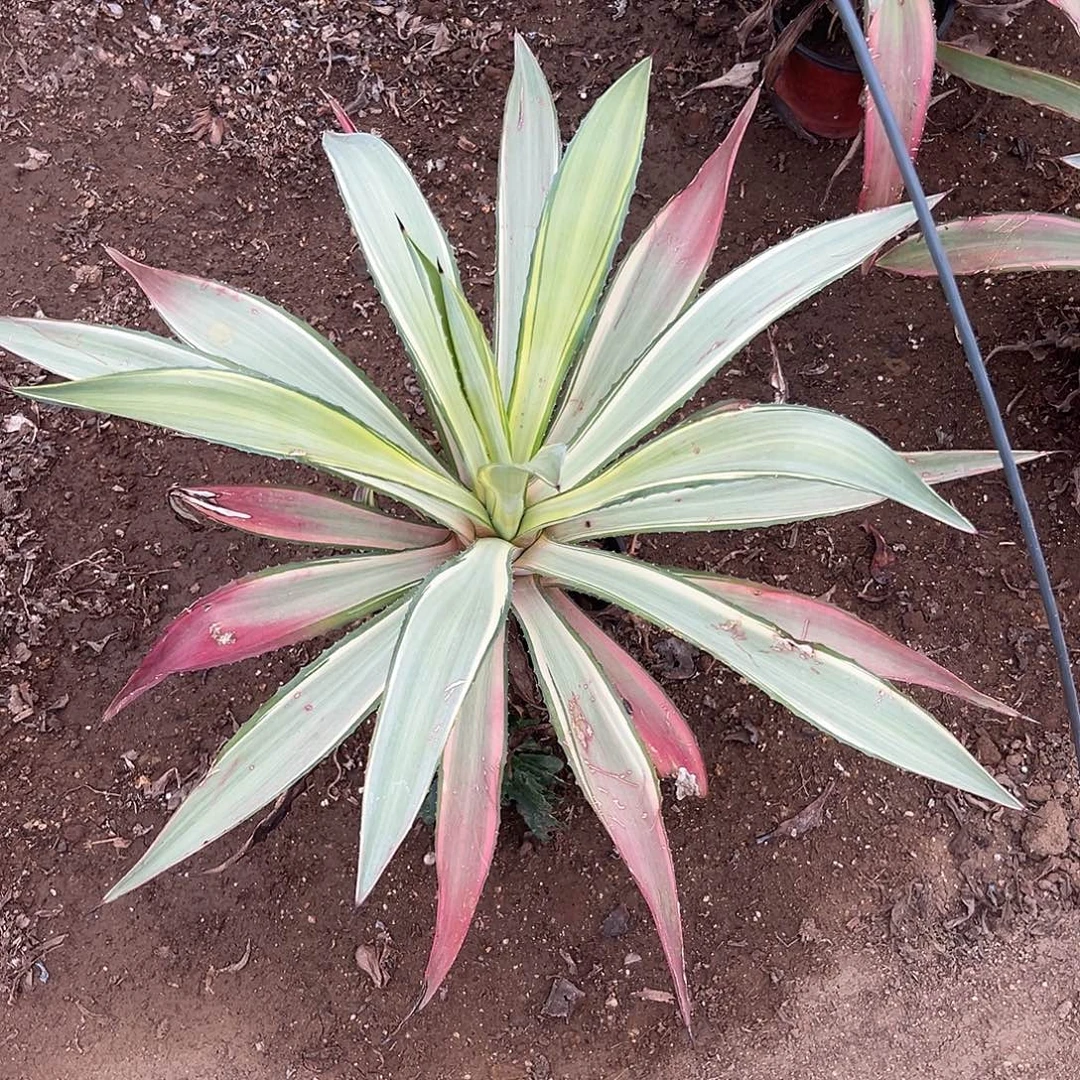 多肉植物鹦鹉嘴大颗