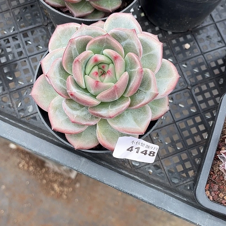 阿雅园艺。          4148Q橙
