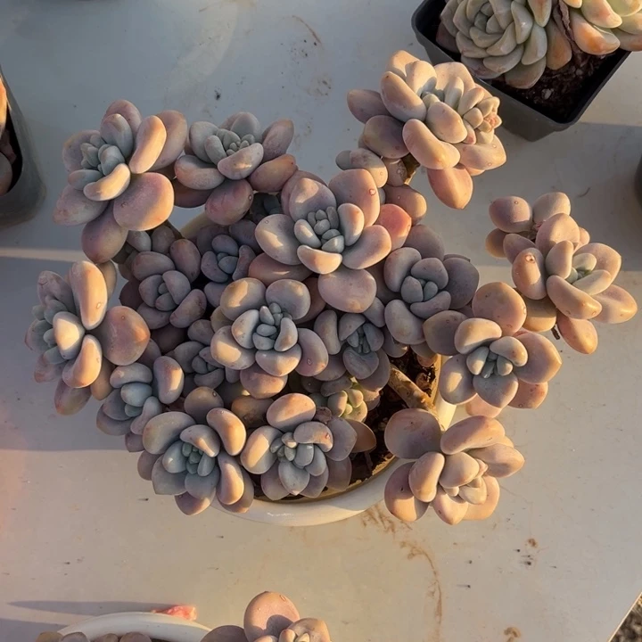 红洛神多肉植物293