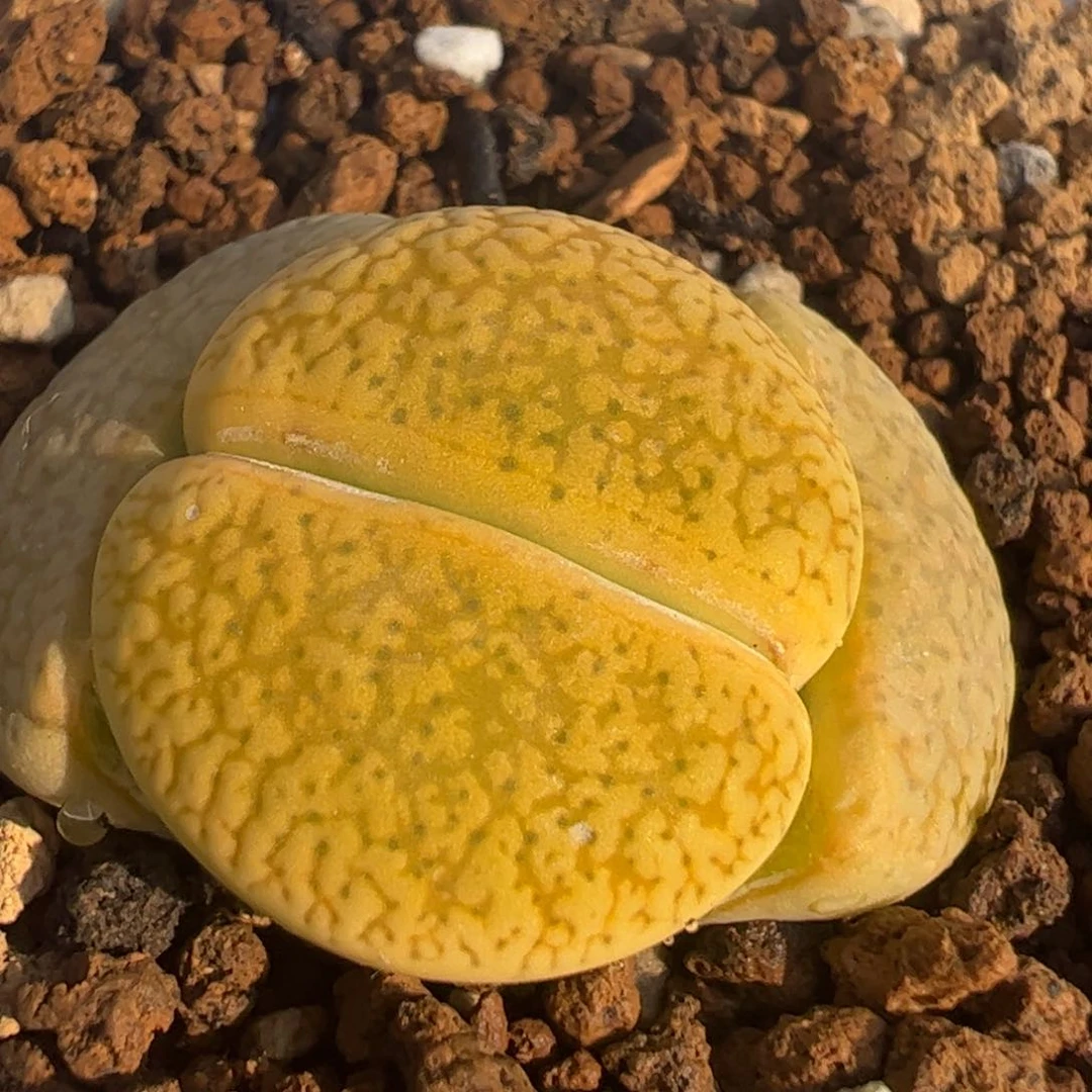 哈密瓜母本多肉植物百科