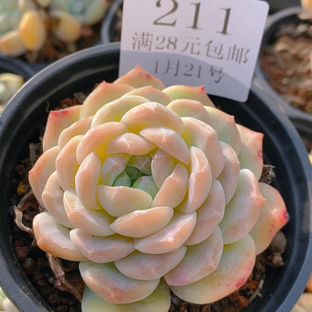 【闪购商品】云211