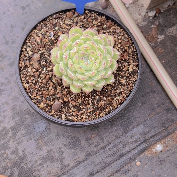 可*306多肉植物一物一拍