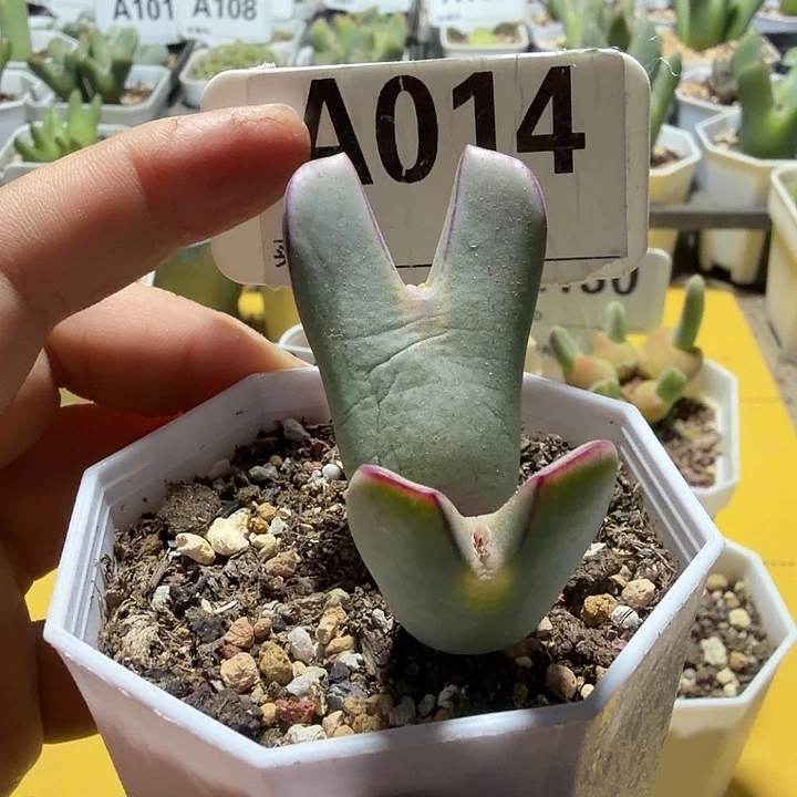 014。满38包邮肉锥